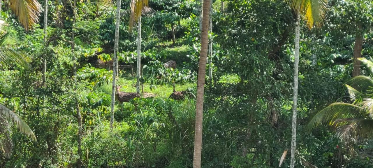Kalidasa Tree House And Villa, Wayanad Chegāt Екстериор снимка