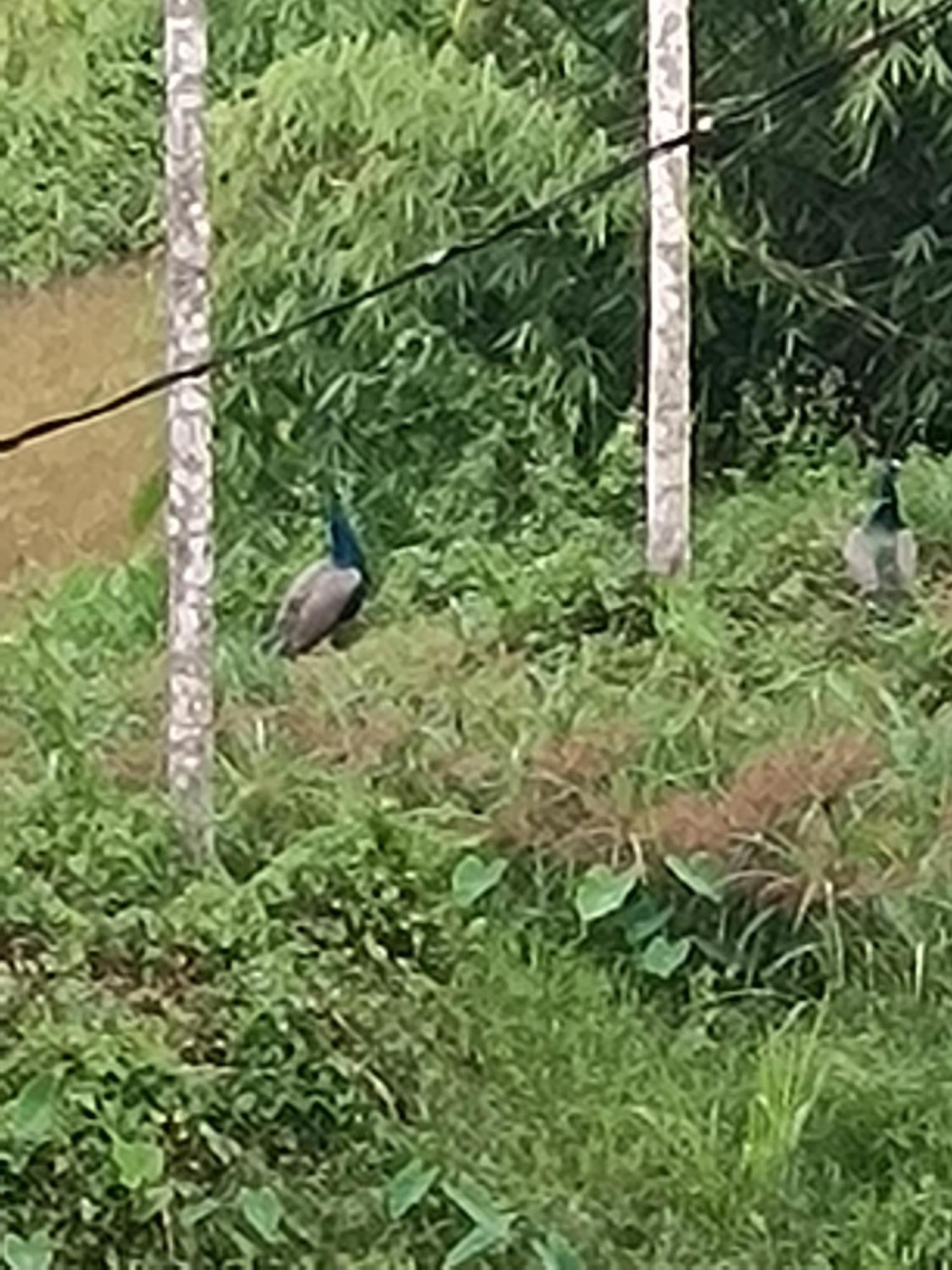 Kalidasa Tree House And Villa, Wayanad Chegāt Екстериор снимка
