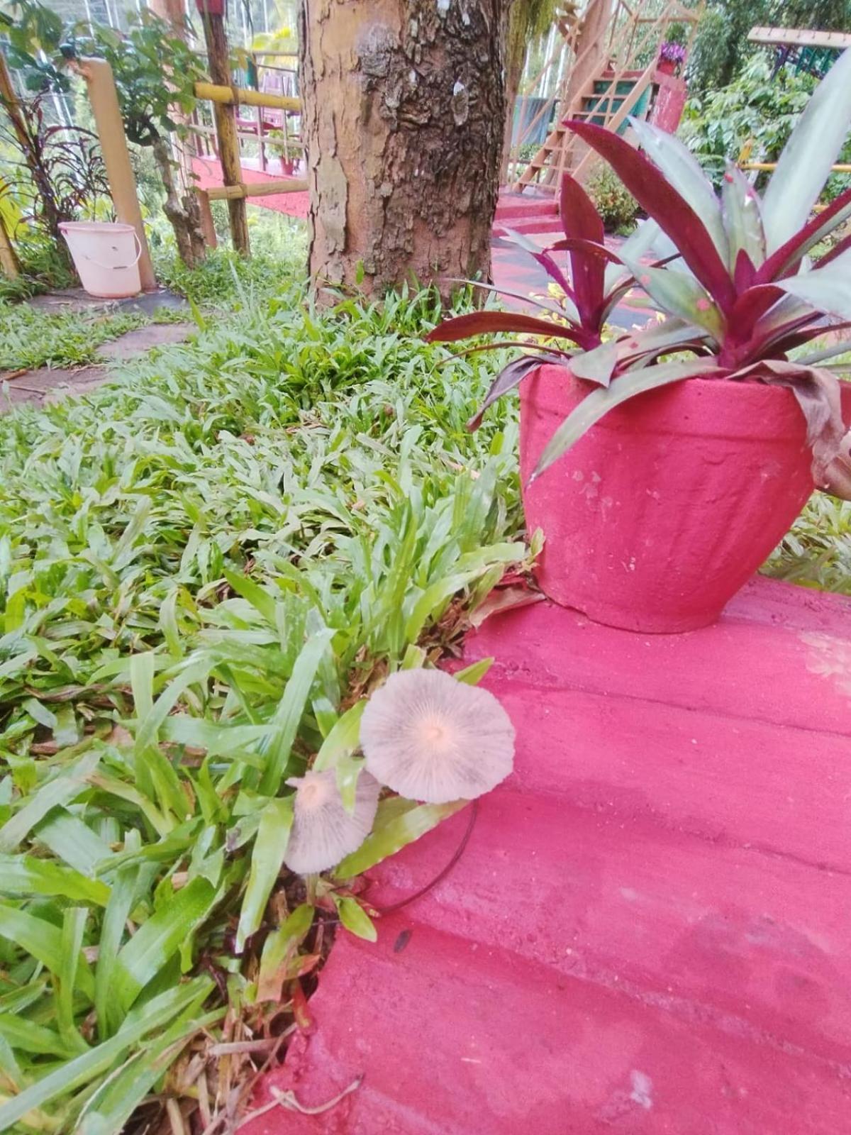 Kalidasa Tree House And Villa, Wayanad Chegāt Екстериор снимка
