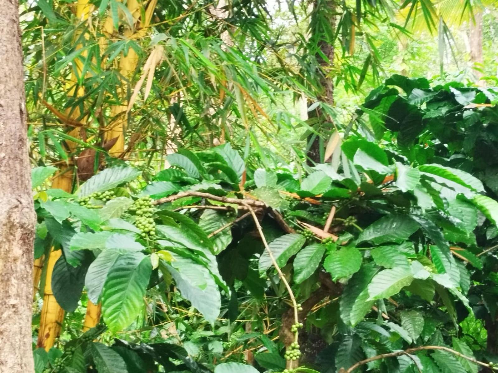 Kalidasa Tree House And Villa, Wayanad Chegāt Екстериор снимка